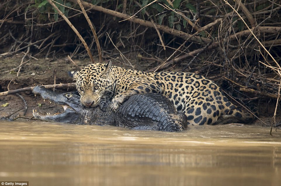 Deadly: The jaguar ambushed its prey on the banks of the Three Brothers River in Mato Grosso, Brazil on Tuesday. It killed its prey with a bite to the skull (pictured)